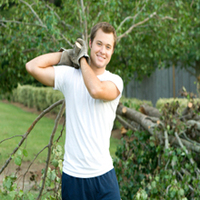 Tree Trimming
