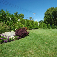 Tree Service