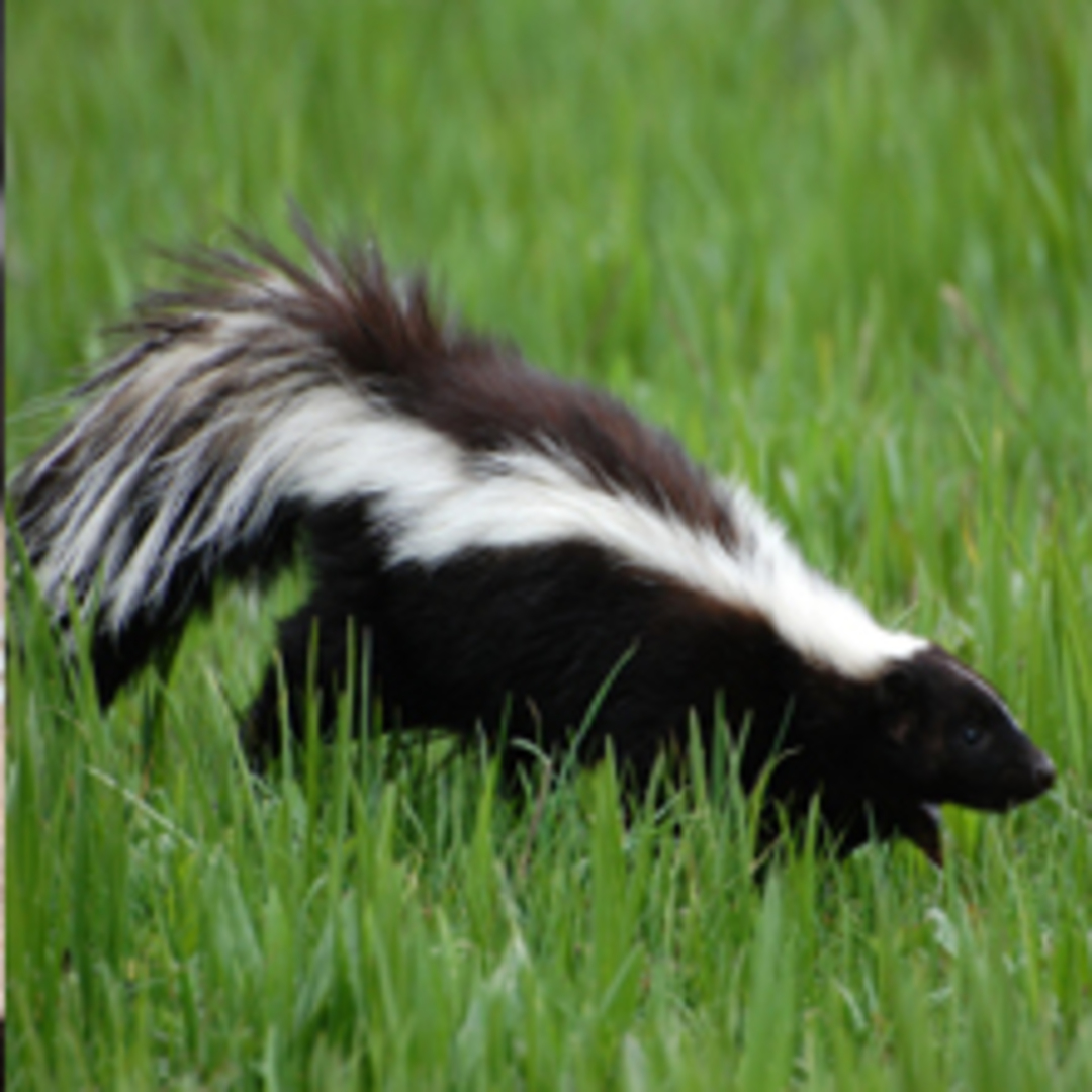 Pest Control