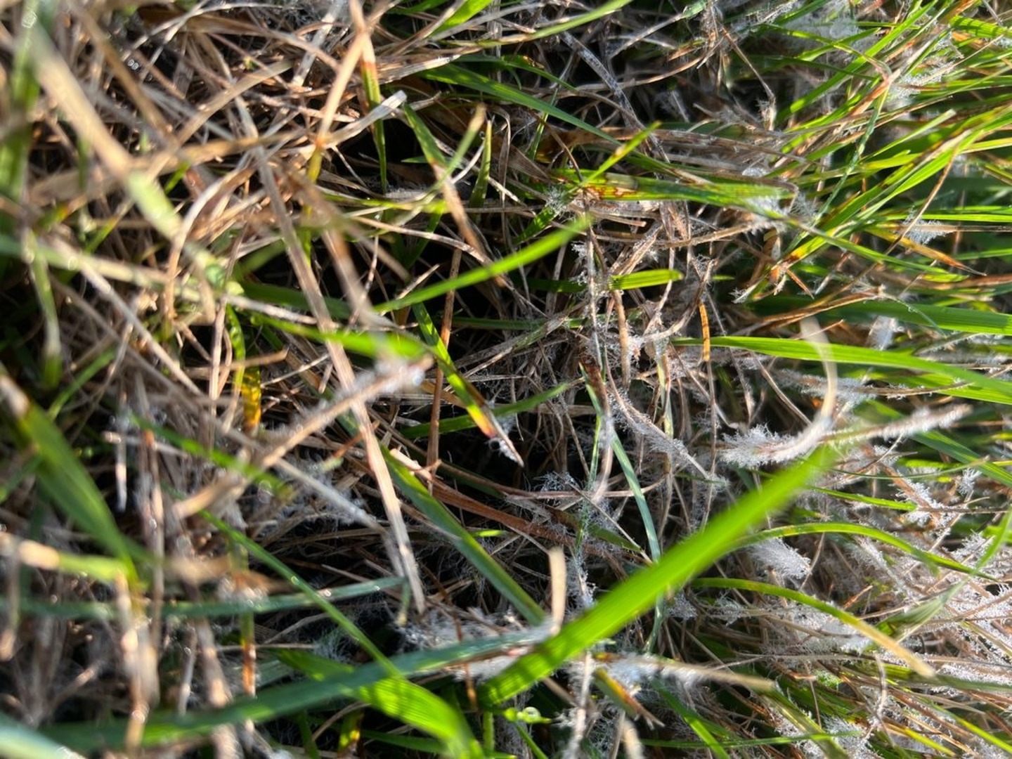 Weed Control