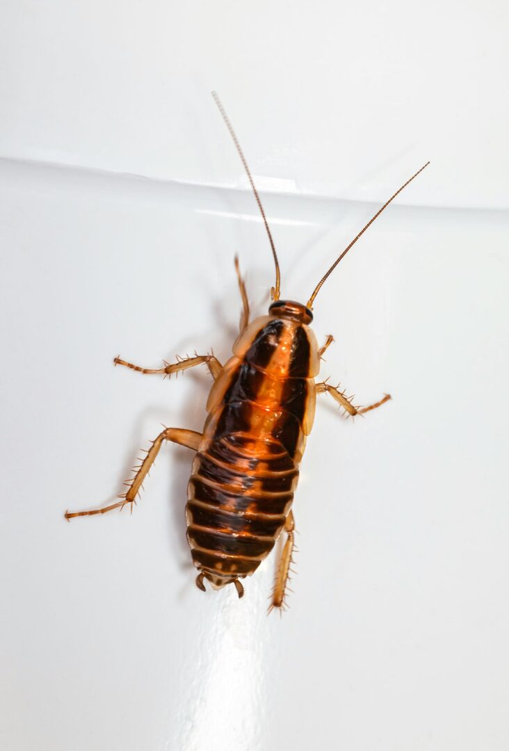 AYM Pest Control