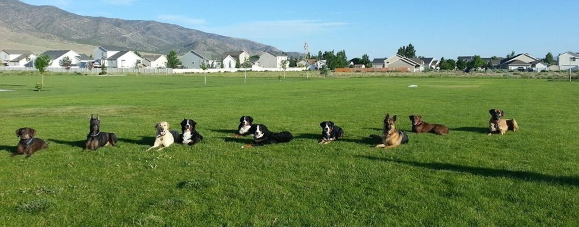 Dog Trainer