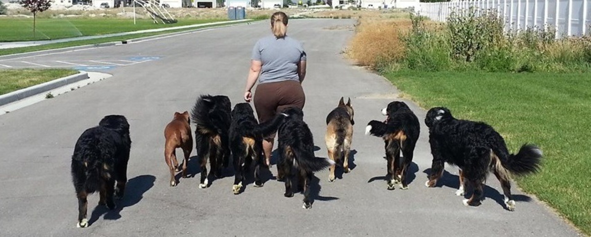 Dog Training