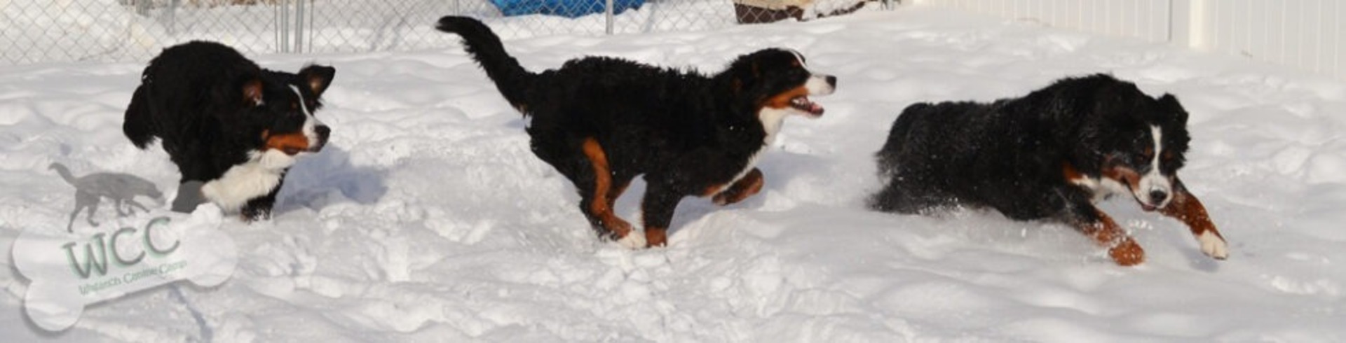 Dog Boarding